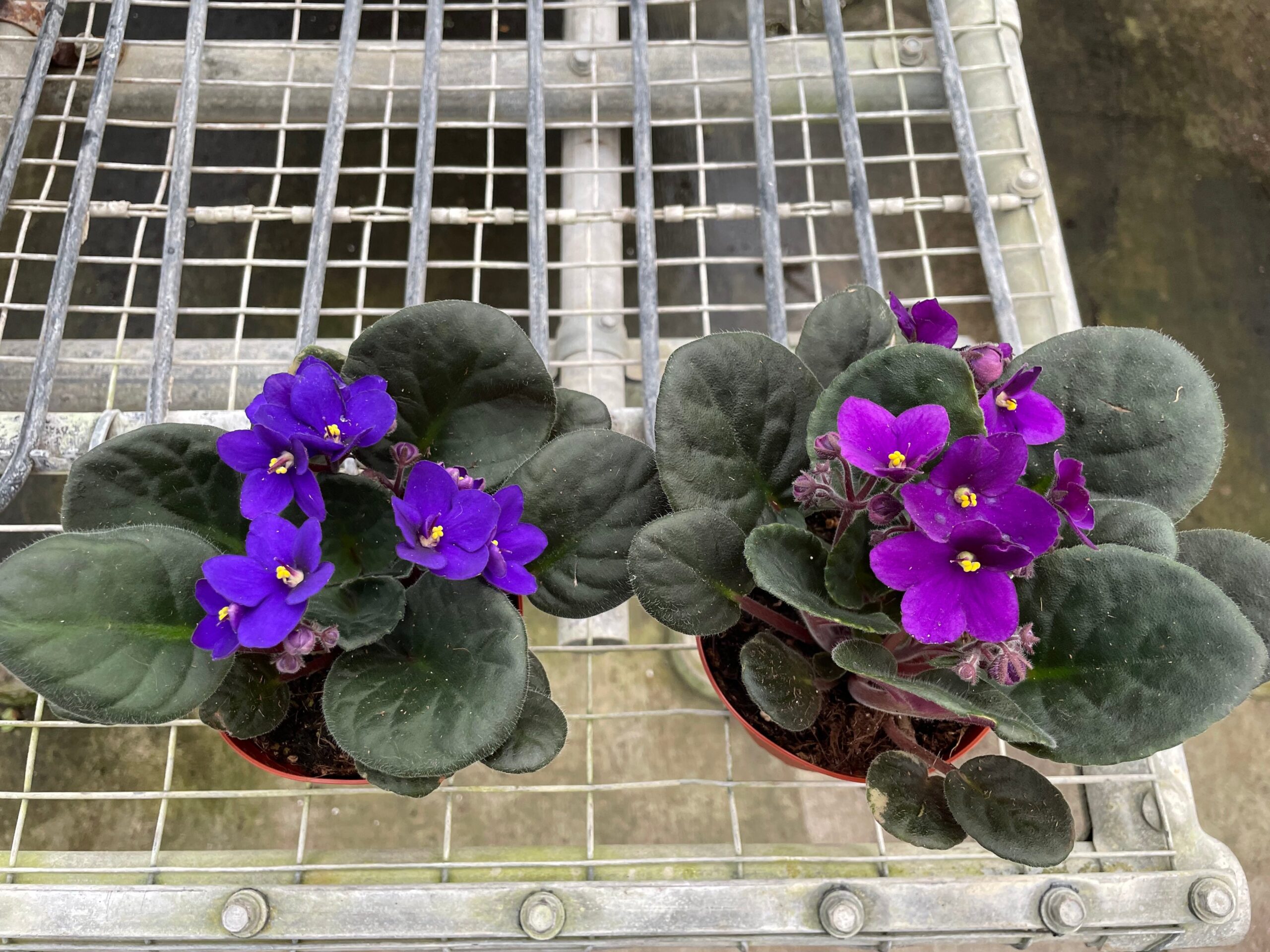 Two purple flowers in pots on a metal rack.