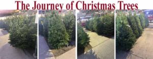 The journey of christmas trees.
