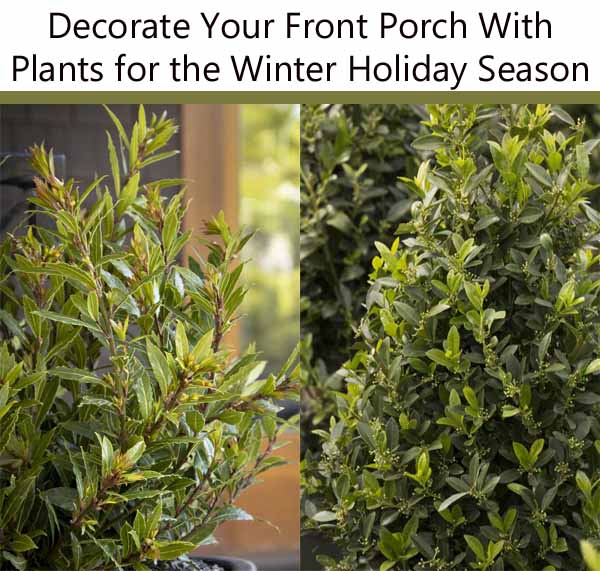 Two pictures of plants with the text decorate your front porch with plants for the winter holiday season.