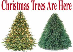 Christmas trees are here.