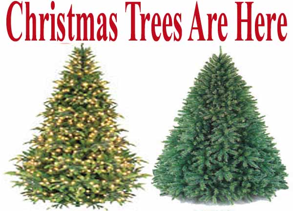 Christmas trees are here.