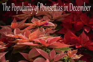 The popularity of poinsettias in december.