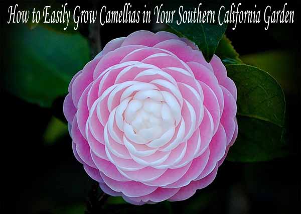 How to easily grow camellias in your southern california garden.