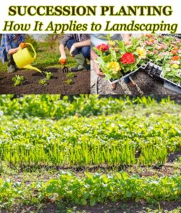 Succession planting how it applies to landscaping.