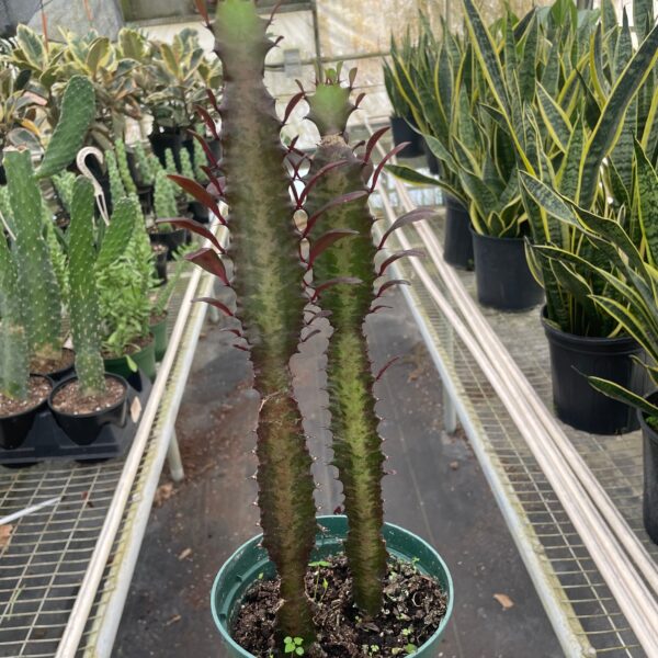 A person holding a plant in a greenhouse.