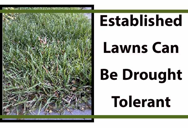 Drought-tolerant grass demonstrating lawn resilience.