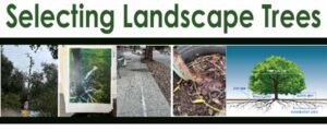 Selecting landscape trees.