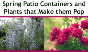 Enhance your outdoor space: spring patio containers with vibrant blooming plants.