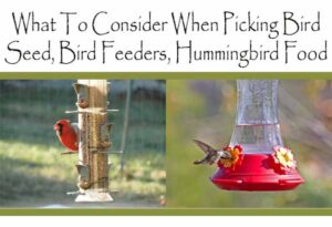 Considerations for selecting bird seed, bird feeders, and hummingbird food illustrated by birds feeding.