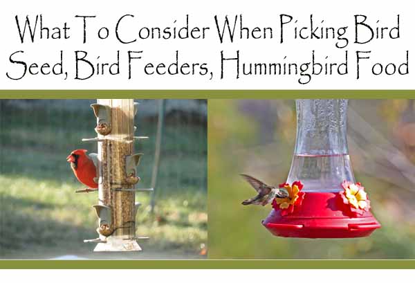 Considerations for selecting bird seed, bird feeders, and hummingbird food illustrated by birds feeding.