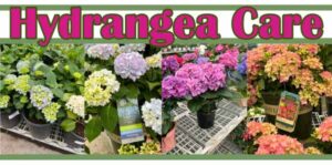 Various hydrangea plants in different colors are displayed with informational tags under a "Hydrangea Care" sign.