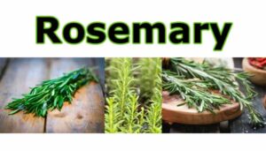 Three images of rosemary: a sprig on a wooden surface, a rosemary plant growing, and sprigs on a wooden cutting board. "Rosemary" is written in bold green letters across the top.