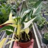 A hand holding a small potted plant with variegated green and white leaves, in the middle of a greenhouse filled with various plants on shelves.