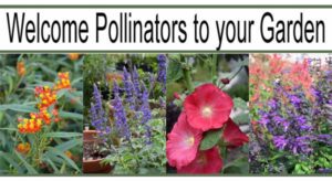 Four types of colorful flowers are shown side by side with the text "Welcome Pollinators to your Garden" at the top of the image.