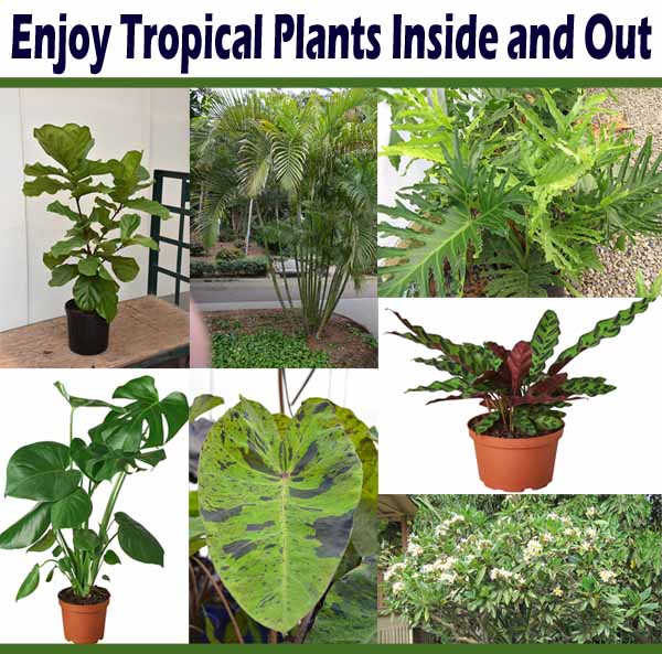 Collage of various tropical plants in indoor and outdoor settings. Includes potted and garden plants with diverse leaf shapes and sizes. Text reads, "Enjoy Tropical Plants Inside and Out".