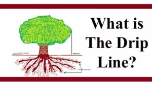 Diagram of a tree showing the concept of a drip line, which is the area directly under the outer circumference of the tree's branches where the most water drips.