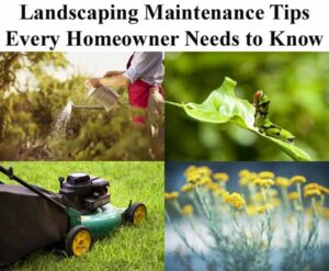 Collage of landscaping tips: watering plants, caterpillar on a leaf, lawn mower on grass, and yellow flowers. Text reads "Landscaping Maintenance Tips Every Homeowner Needs to Know.