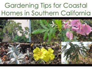 A collage of six plants with the text "Gardening Tips for Coastal Homes in Southern California" at the top.