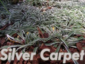 Close-up of green and silver leaves of the 'Silver Carpet' plant, with text "Silver Carpet" overlaid at the bottom.