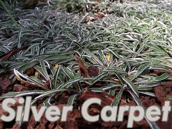 Close-up of green and silver leaves of the 'Silver Carpet' plant, with text "Silver Carpet" overlaid at the bottom.