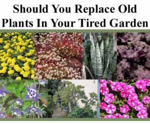 A collage of various garden plants beneath the question, "Should You Replace Old Plants In Your Tired Garden." The plants include marigolds, bloodflower, snake plant, coral bells, balloon flower, bonsai tree, and petunias.