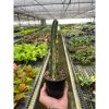 A person holding a potted cactus in a greenhouse with rows of various plants in the background.