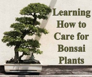 A bonsai tree in a rectangular pot on a wooden surface. Text reads "Learning How to Care for Bonsai Plants.