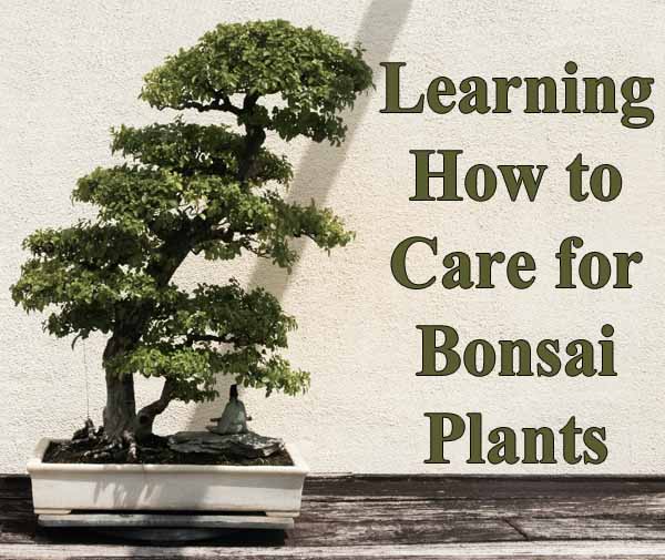 A bonsai tree in a rectangular pot on a wooden surface. Text reads "Learning How to Care for Bonsai Plants.