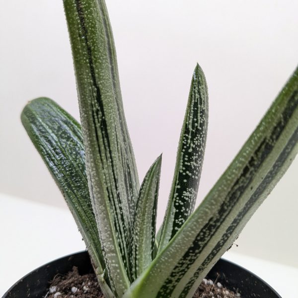 Close-up of a potted succulent with tall, upright green leaves featuring white spots and dark vertical stripes. The plant is in brown soil against a white background.