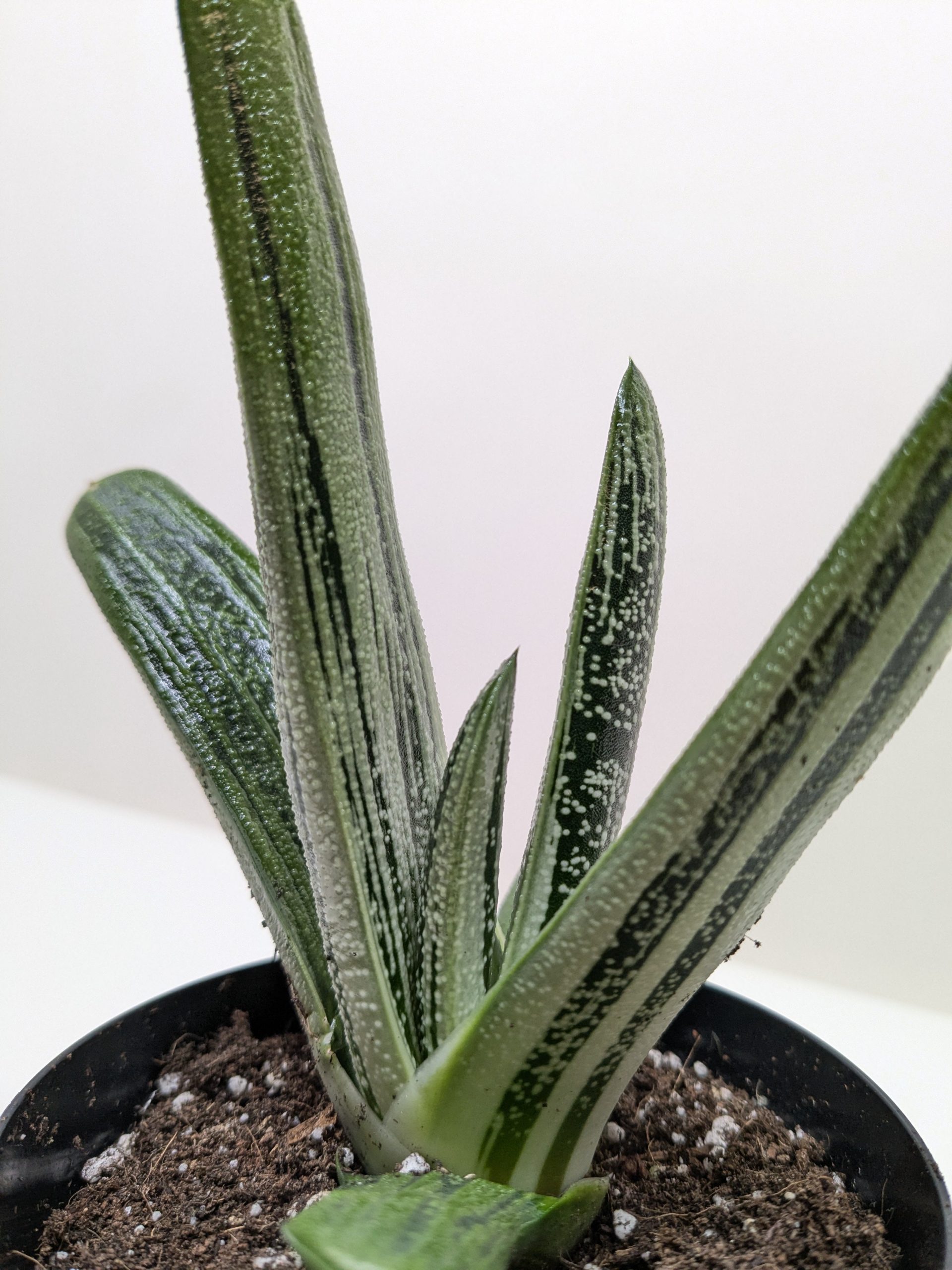 4_SUCC_GASTERIA_LITTLE_WARTY_2.jpg Close-up of a potted succulent with tall, upright green leaves featuring white spots and dark vertical stripes. The plant is in brown soil against a white background.