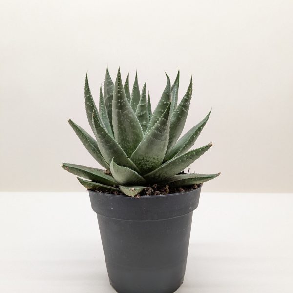 A small aloe vera plant in a black pot placed on a white surface, with a plain off-white background.