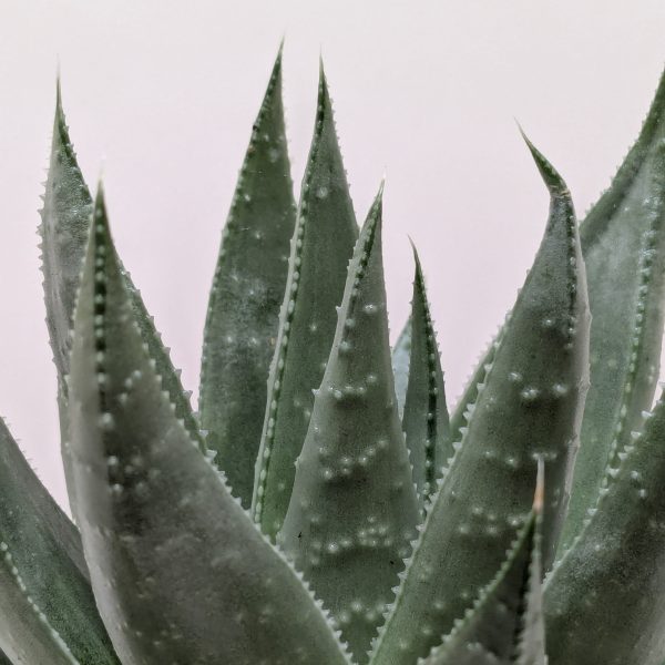 Close-up of a green aloe vera plant with spiky, pointed leaves against a plain white background.