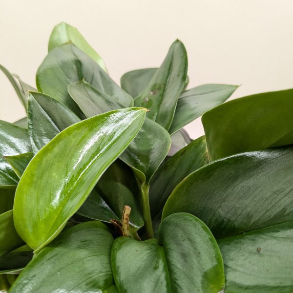 Close-up of a lush green plant with broad, shiny leaves against a light background.