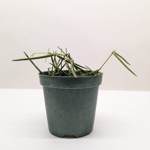 A small green potted plant with long, thin leaves on a white background.