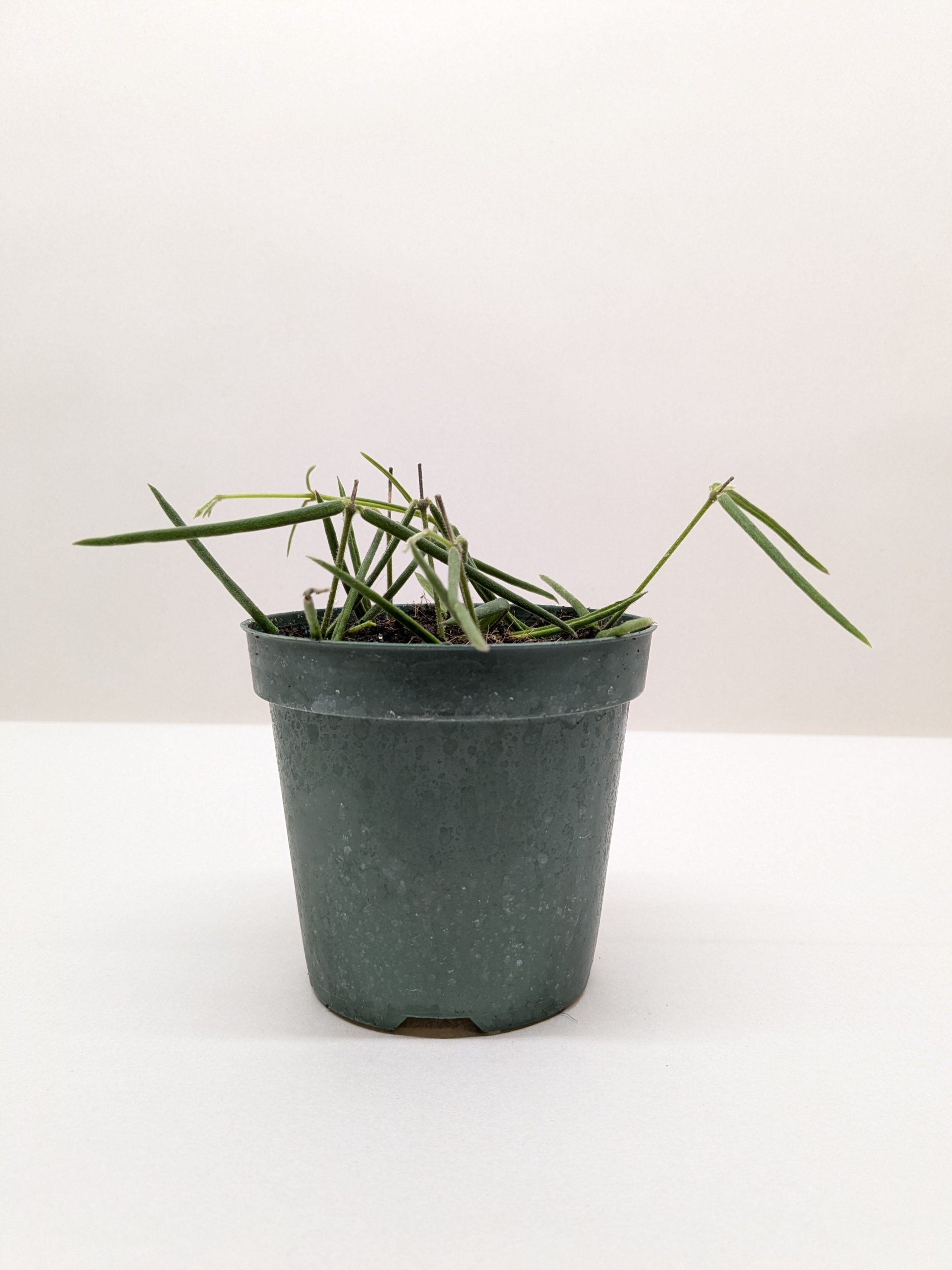 A small green potted plant with long, thin leaves on a white background.