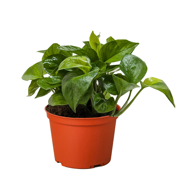 Potted green plant with glossy leaves in a red pot on a neutral background.