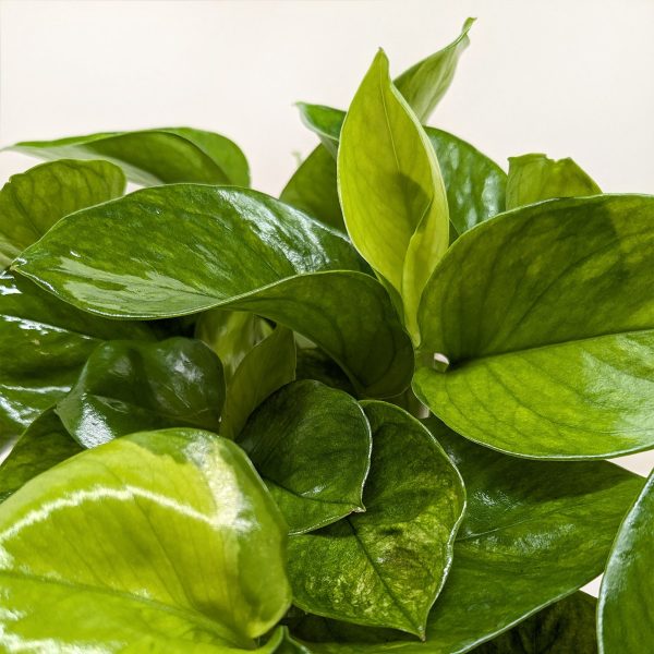 Close-up of lush, glossy green leaves of a pothos plant against a plain background.