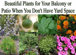 Collage of nine different plants suitable for a balcony or patio. Includes flowers and greenery with text: "Beautiful Plants for Your Balcony or Patio When You Don't Have Yard Space.