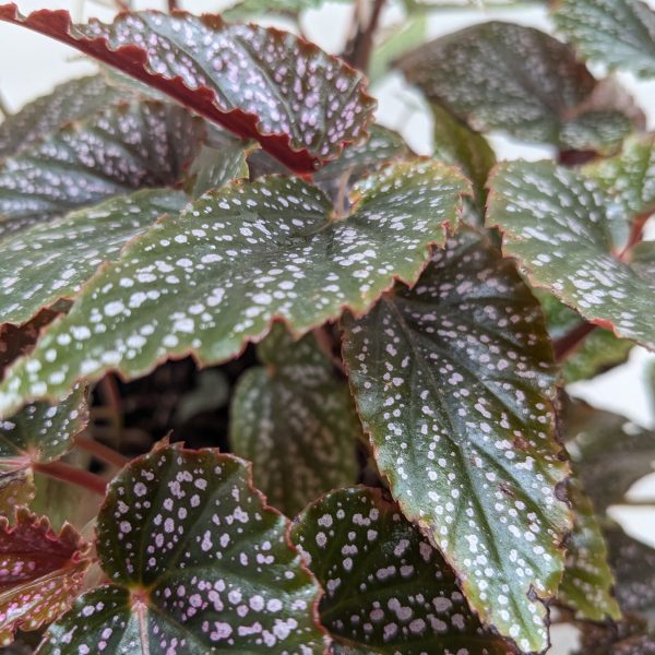 Close-up of green leaves with white speckles and red edges, exhibiting a textured surface and overlapping each other against a neutral background.