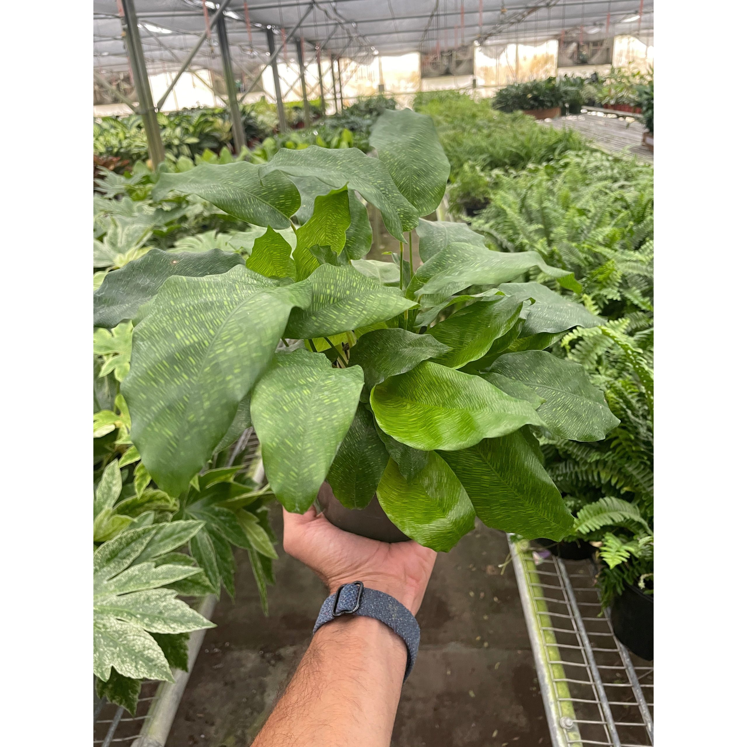 A hand holding a potted green plant with broad leaves inside a greenhouse filled with various plants on metal shelves.
