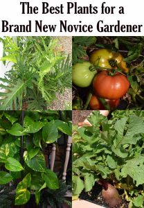 Collage of four plants with text reading "The Best Plants for a Brand New Novice Gardener"; images show leafy greens, tomatoes, pothos, and beets.
