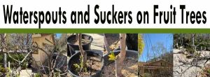 Collage of fruit trees with text "Waterspouts and Suckers on Fruit Trees" above. Trees have visible branches and stems in pots and outdoors.