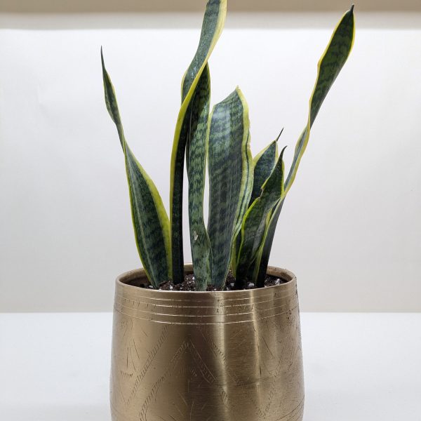 A snake plant with upright green leaves edged in yellow, potted in a metallic gold-colored container on a white surface.