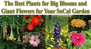 Collage of large flowering plants with text: "The Best Plants for Big Blooms and Giant Flowers for Your SoCal Garden.