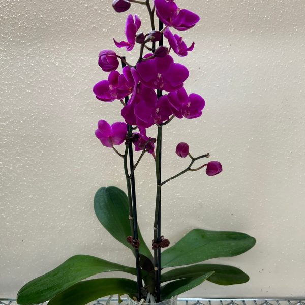 A purple orchid with multiple blooms and broad green leaves is placed in a transparent pot on a metal shelf against a light-colored wall.