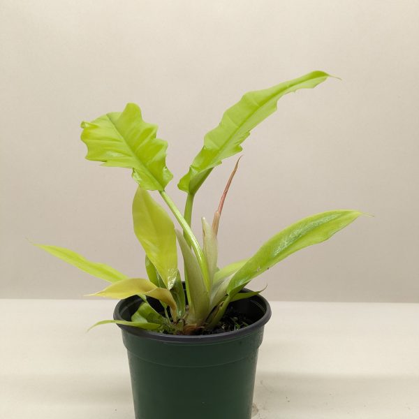 A small green potted plant with elongated, wavy-edged leaves against a plain light background.