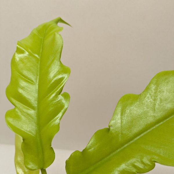 Close-up of two bright green, wavy-edged leaves against a plain light background.