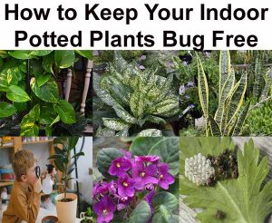 A collage shows various indoor plants, a child inspecting a plant with a magnifying glass, blooming flowers, and a close-up of insect eggs. Text reads: "How to Keep Your Indoor Potted Plants Bug Free.