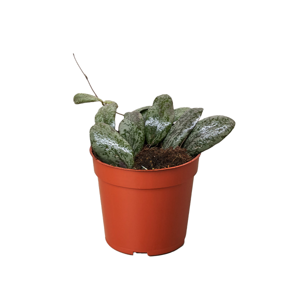 A potted plant with mottled green leaves sits in a small orange plastic pot on a beige surface against a plain background.