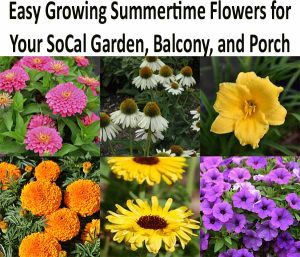 Collage of six summertime flowers—zinnias, coneflowers, daylily, marigolds, coreopsis, and petunias—with text about easy growing flowers for Southern California gardens, balconies, and porches.